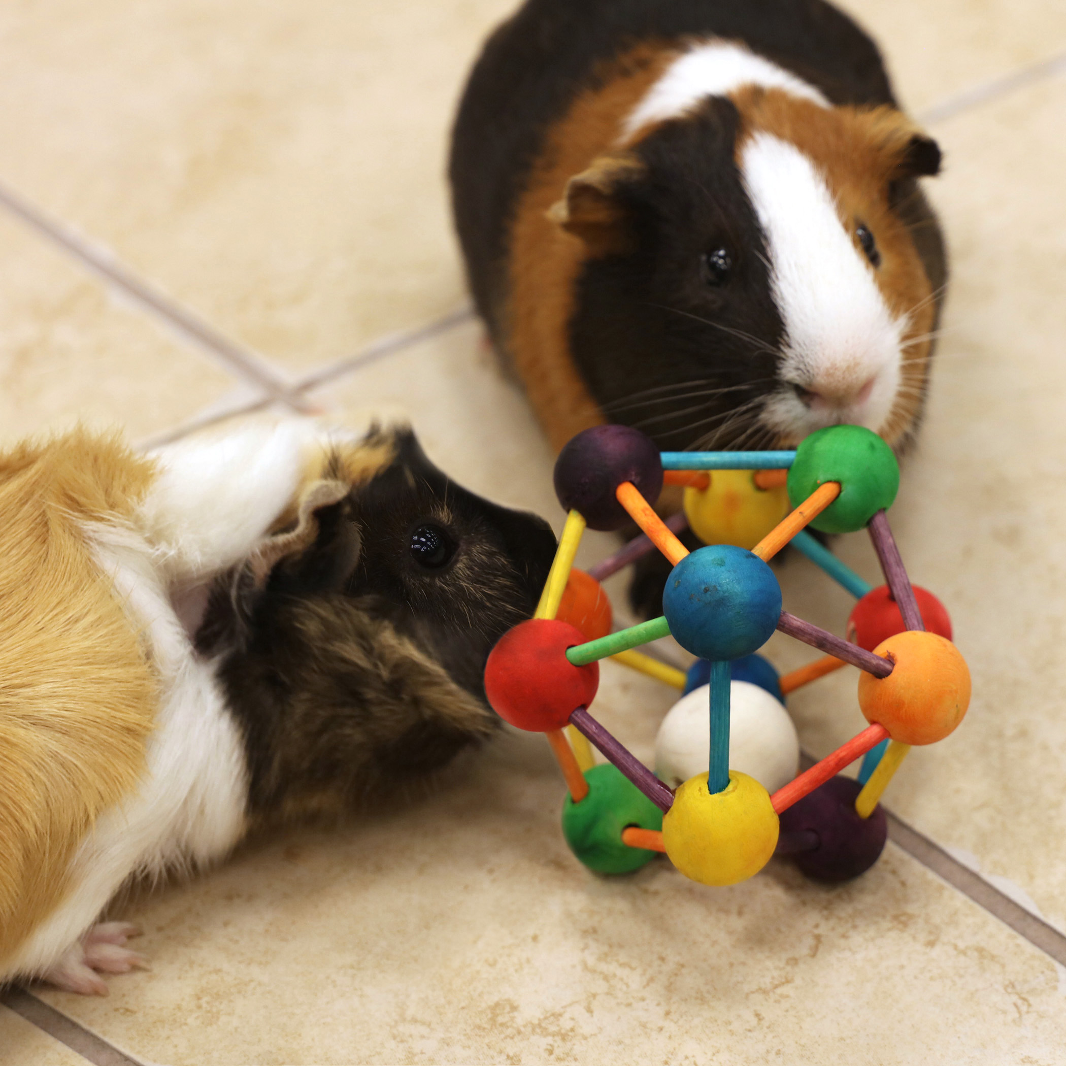 Guinea pig 2024 ball large