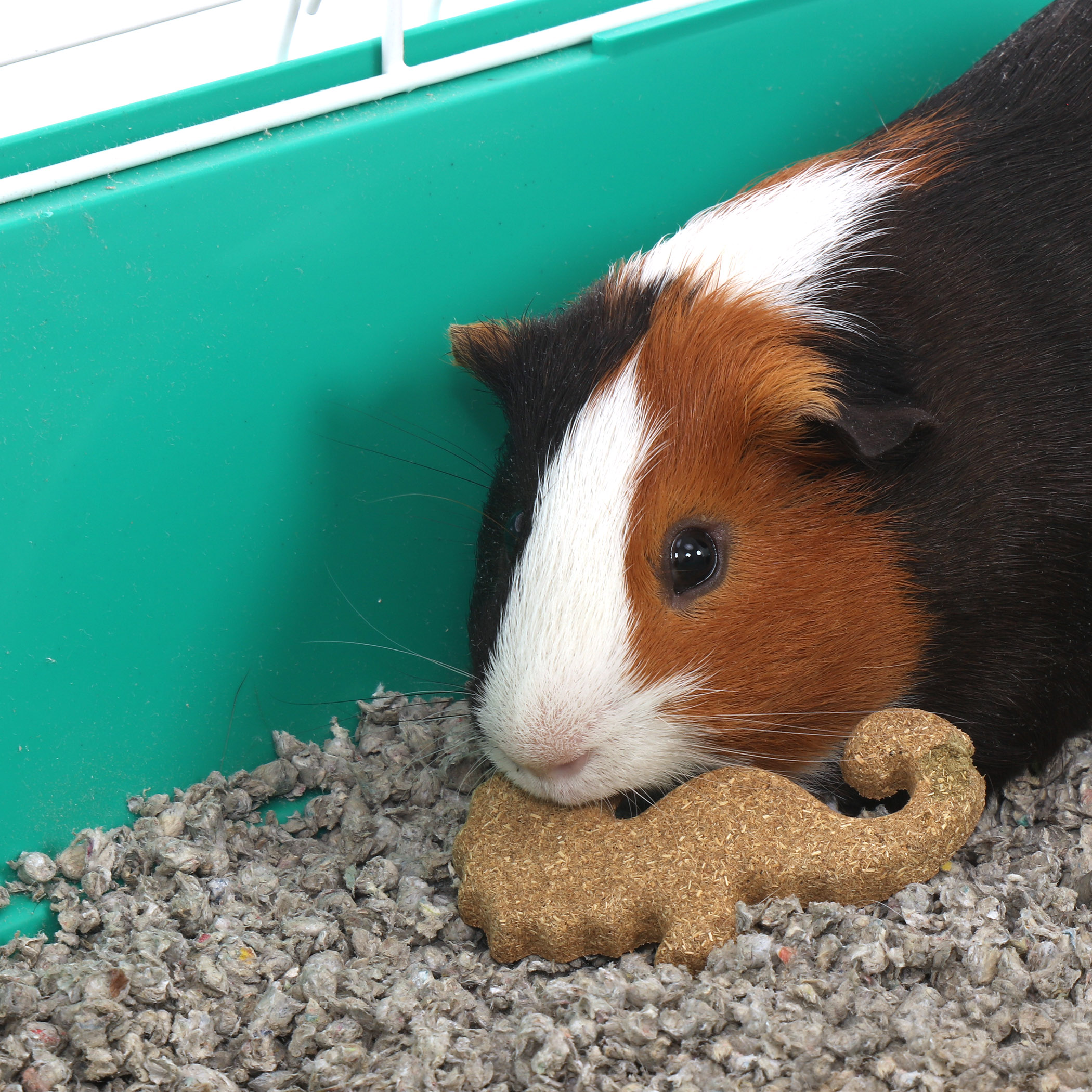 Can guinea pigs eat best sale animal crackers